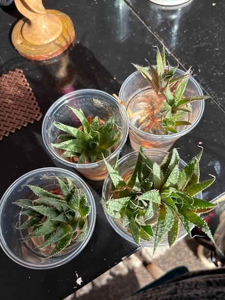 Photo of free Aloe type houseplant cuttings (Ordsall M5) #1