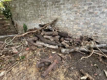 Photo of free Logs and Tree stumps (Highbury islington N5) #3