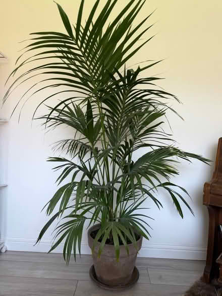 Photo of free A big plant in a ceramic pot (BS11) #1