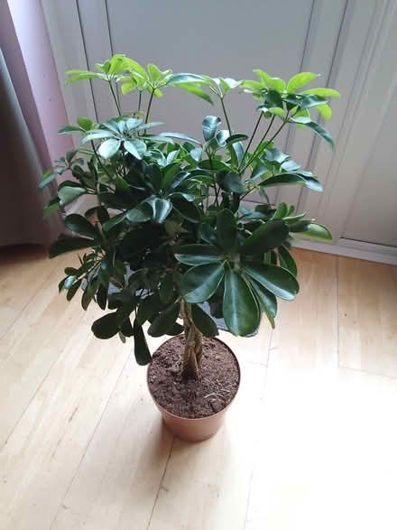 Photo of free Indoor Plant (Northwood HA5) #1