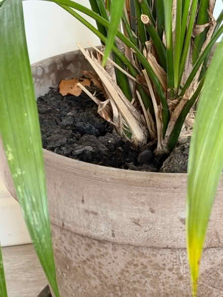 Photo of free A big plant in a ceramic pot (BS11) #2