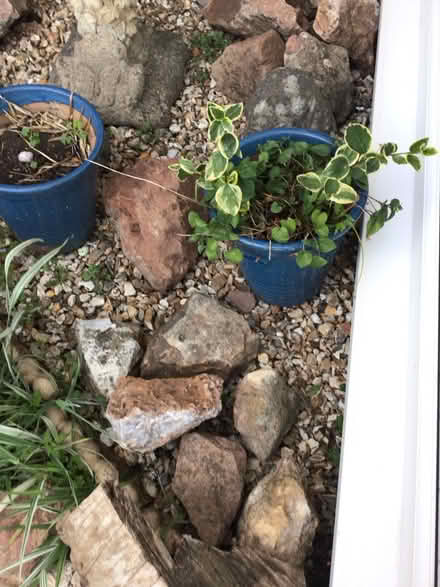 Photo of free Two blue pots (Wellington) #1