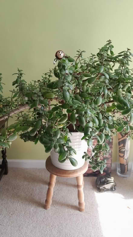 Photo of free Rubber plant (Leybourne) #1