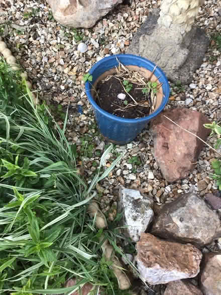 Photo of free Two blue pots (Wellington) #2