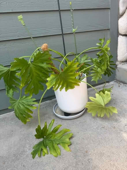 Photo of free Plant (Lafayette) #1