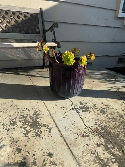 Photo of free Purple plant pot (San Jose California) #1