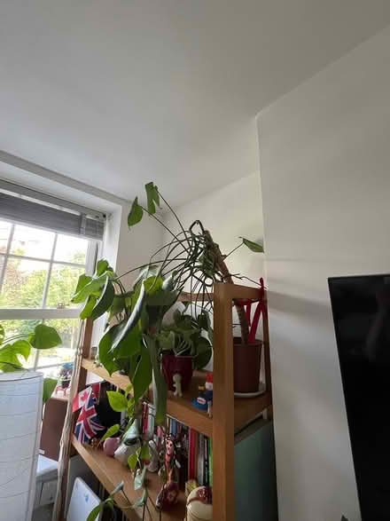 Photo of free Large cheese plant (Clerkenwell EC1V) #2