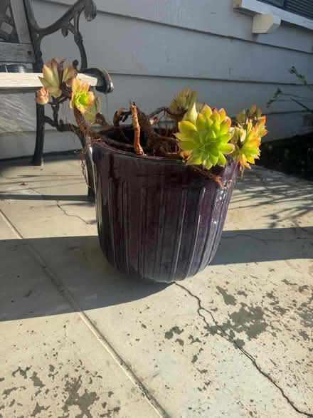 Photo of free Purple plant pot (San Jose California) #2