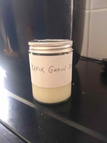 Photo of free Fresh milk kefir grains (Newtown RG1) #3