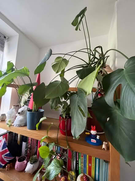 Photo of free Large cheese plant (Clerkenwell EC1V) #1