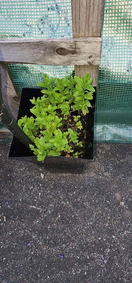 Photo of free Mint plant (Beswick M11) #1