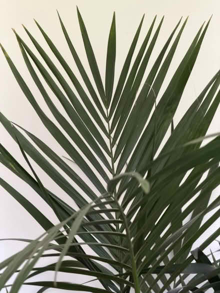 Photo of free A big plant in a ceramic pot (BS11) #3