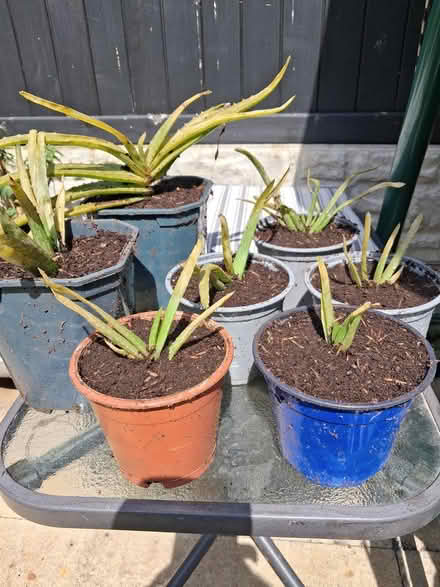 Photo of free Indoor plants (WF4..) #1
