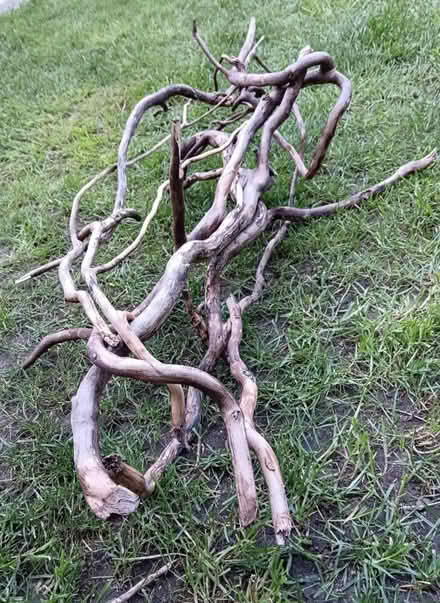 Photo of free Twisted Driftwood Bundle (Longridge PR3) #4