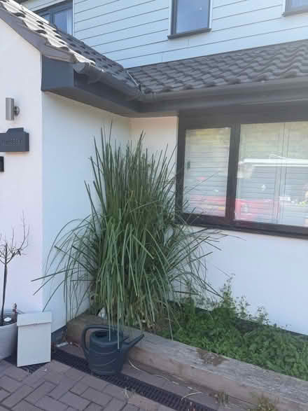 Photo of free Pampas grass (West Malling) #1