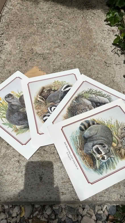 Photo of free Wildlife prints (Dolwyd LL31) #1