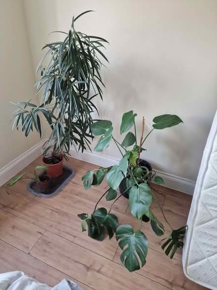 Photo of free Various (Westcliff-on-sea SS0) #1