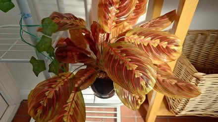 Photo of free Faux Maranta plant (West Bedhampton PO9) #1