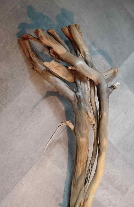 Photo of free Large Driftwood Piece (Longridge PR3) #2