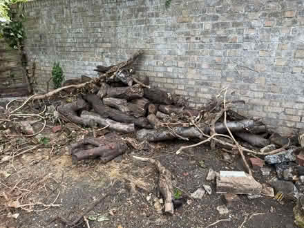 Photo of free Logs and Tree stumps (Highbury islington N5) #4