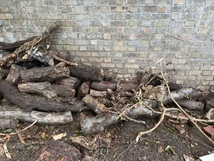 Photo of free Logs and Tree stumps (Highbury islington N5) #2