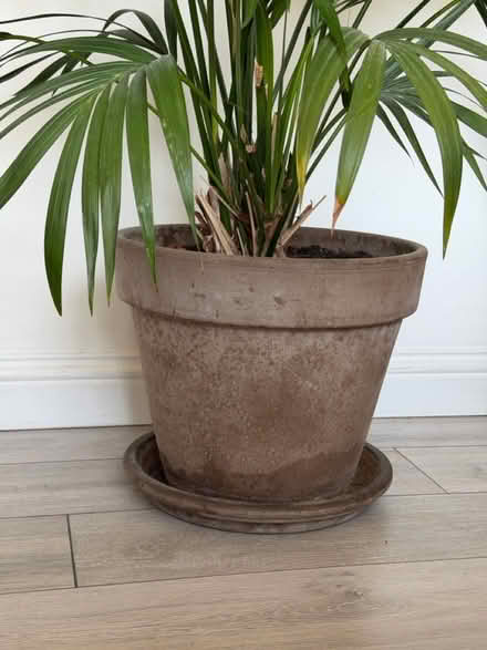Photo of free A big plant in a ceramic pot (BS11) #4