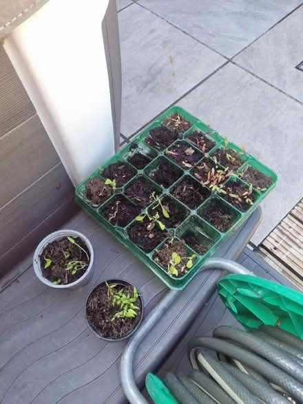 Photo of free Seedlings (Coldean BN1) #1