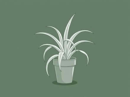 Photo of free Spider plant (Ramsgate CT12) #1