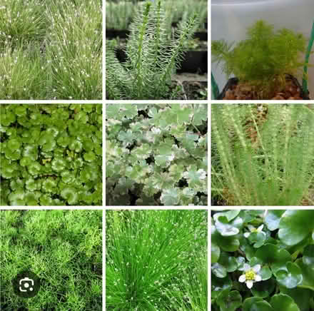 Photo of Oxygenating Pond Plants (YO25 Beeford) #1