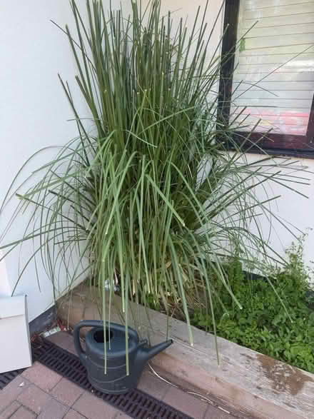 Photo of free Pampas grass (West Malling) #2