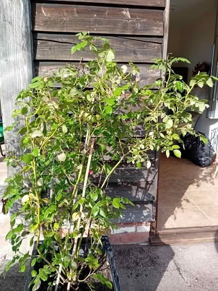 Photo of free Plant, terracotta pot (Callow Hereford HR2) #2