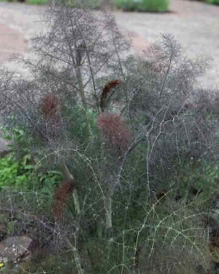 Photo of free Bronze fennel plants (LS21) #1