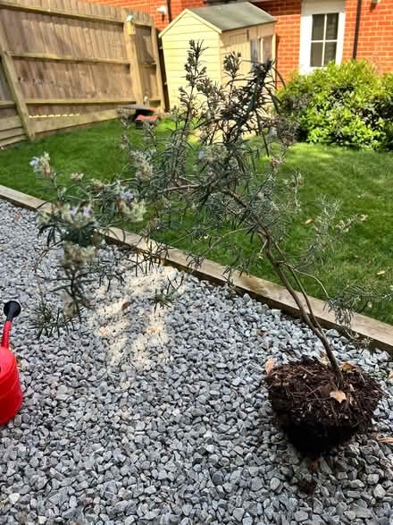 Photo of free Mature Rosemary Plant (Townsend AL3) #1