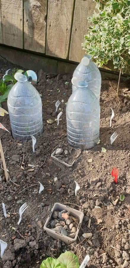 Photo of Empty 5L clear plastic bottles (Chorley PR6) #1