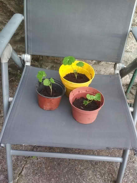 Photo of free Nasturtiums seedlings (Dublin central) #1
