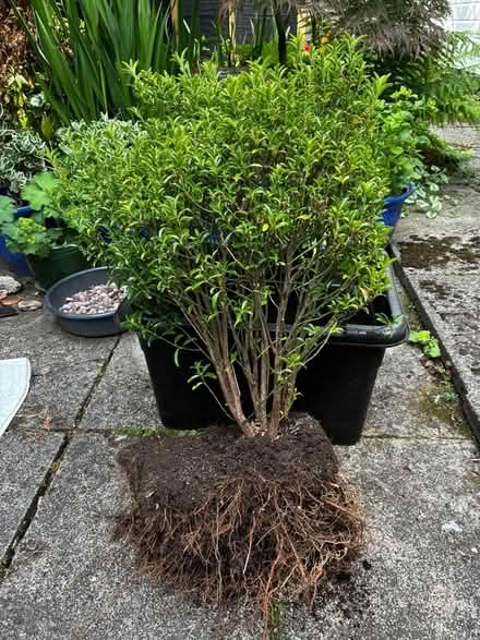 Photo of free evergreen shrub (Cheadle Hulme SK8) #1