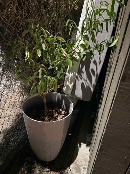 Photo of free Potted Plant with Tall Planter (1075 Valencia Avenue) #1