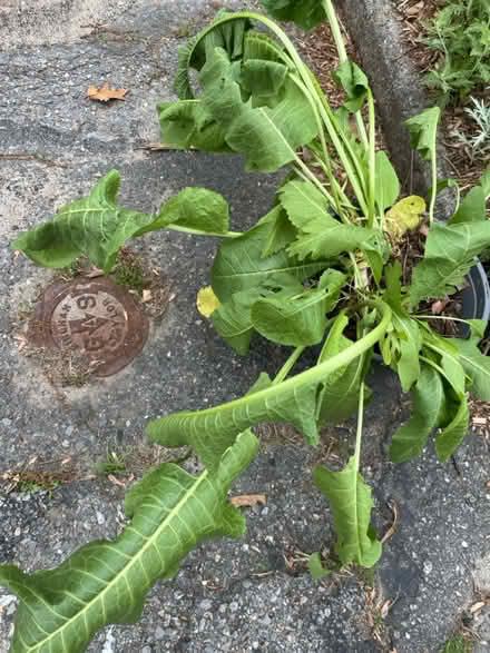 Photo of free Horseradish plants (North Waltham) #2