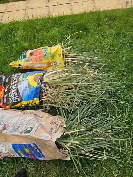 Photo of free Pampas grass (Worcester, WR5) #1