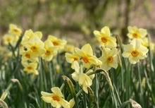 Photo of free narcissi bulbs ready to plant (Letchworth town centre) #1