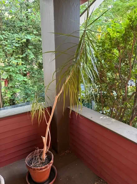 Photo of free Potted palm (U-district) #1