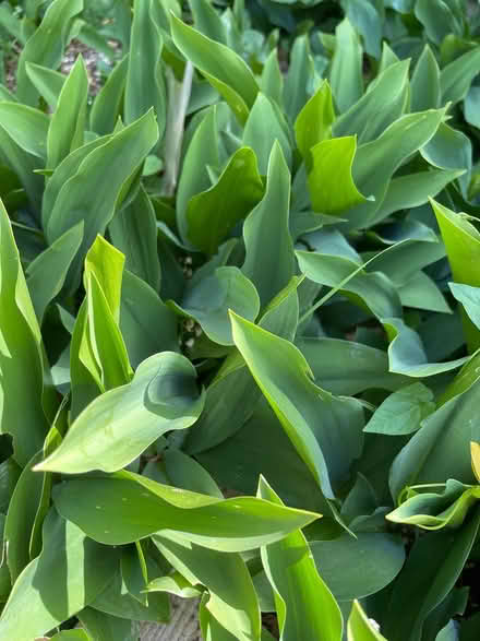 Photo of free Lily of the valley (Oxford OX2) #1