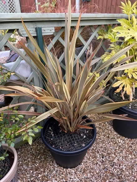 Photo of free Cordyline (CH62 bromborough) #1