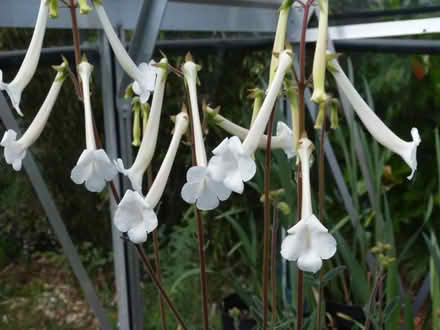 Photo of free Sinninngia tubiflora (Paignton TQ4) #1