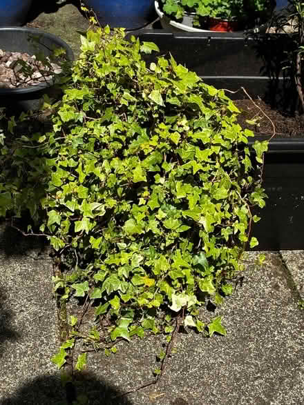 Photo of free Ivy (Cheadle Hulme SK8) #1