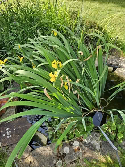 Photo of free yellow Water Iris (TW1 East Twickenham) #1