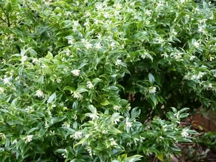 Photo of free Sarcococca confusa (Sweet Box) (Paignton TQ4) #1