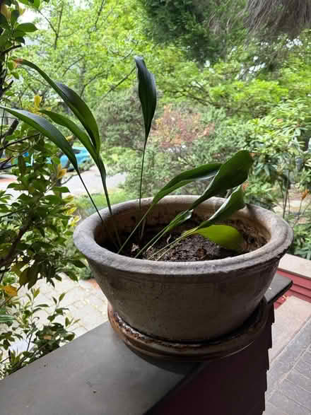 Photo of free Plant in stone pot (U-district) #2