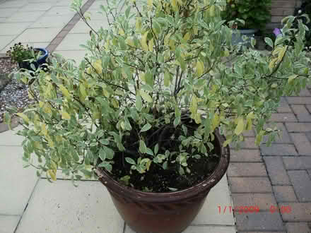 Photo of free Garden shrub (Bilton HG1) #1