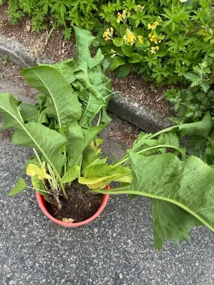 Photo of free Horseradish plants (North Waltham) #1